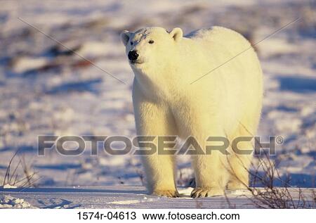 Close-up of a Polar Bear (Ursus maritimus) View Large Photo Image Stock Image - Close-up of a Polar Bear (Ursus maritimus). Fotosearch