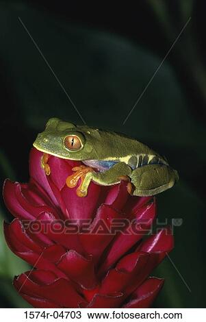 Stock Image - Close-up of a Red-eyed Tree Frog on a flower head (Agalychnis Callidryas). Fotosearch