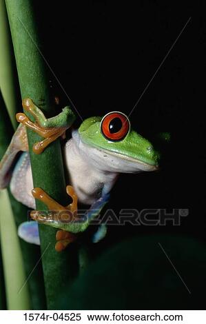 Stock Photography - Close-up of a Red-eyed Tree Frog (Agalychnis callidryas). Fotosearch