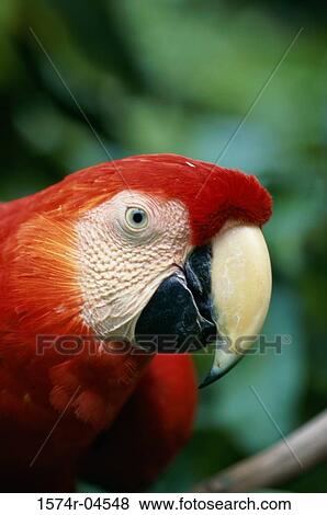 Close-up of a Scarlet Macaw (Ara macao) View Large Photo Image Stock Photo - Close-up of a Scarlet Macaw (Ara macao). Fotosearch