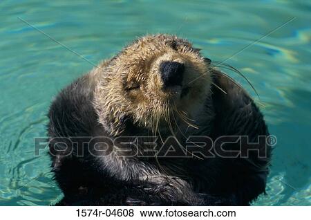 Close-up of a Sea Otter (Enhydra lutris) View Large Photo Image Stock Photo - Close-up of a Sea Otter (Enhydra lutris). Fotosearch