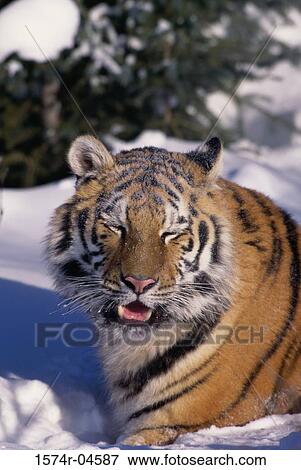 Close-up of a Siberian Tiger (Panthera tigris altaica) View Large Photo Image Stock Photo - Close-up of a Siberian Tiger (Panthera tigris altaica). Fotosearch