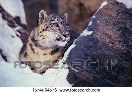 Close-up of a Snow Leopard in the snow (Uncia Uncia) View Large Photo Image Stock Photograph - Close-up of a Snow Leopard in the snow (Uncia Uncia). Fotosearch