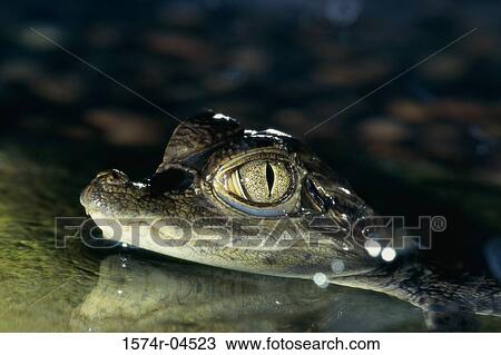 Stock Image - Close-up of a Spectacled Caiman (Caiman crocodilus). Fotosearch
