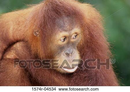 Close-up of a Sumatran Orangutan (Pongo abelii) View Large Photo Image Picture - Close-up of a Sumatran Orangutan (Pongo abelii). Fotosearch