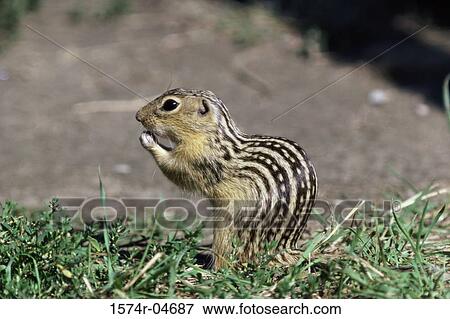 Close-up of a Thirteen-lined Ground Squirrel (Spermophilus tridecemlineatus) View Large Photo Image Stock Photo - Close-up of a Thirteen-lined Ground Squirrel (Spermophilus tridecemlineatus). Fotosearch