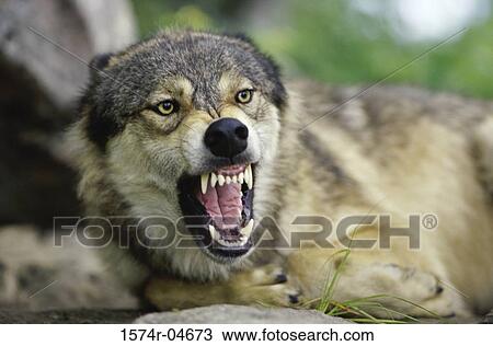 Close-up of a wolf growling (Canis Lupus) View Large Photo Image Stock Image - Close-up of a wolf growling (Canis Lupus). Fotosearch