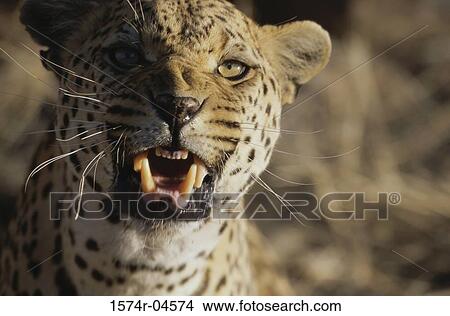 Picture - Close-up of an African leopard (Panthera pardus). Fotosearch