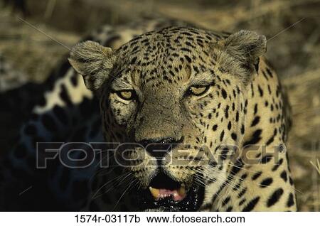 Stock Image - Close-up of an African Leopard (Panthera pardus). Fotosearch