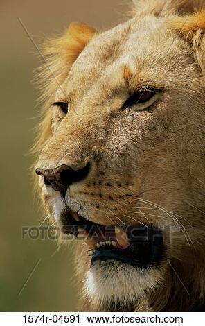 Close-up of an African lion (Panthera leo) View Large Photo Image Stock Image - Close-up of an African lion (Panthera leo). Fotosearch
