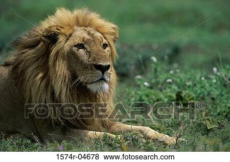 Close-up of an African lion (Panthera leo) View Large Photo Image Stock Photo - Close-up of an African lion (Panthera leo). Fotosearch