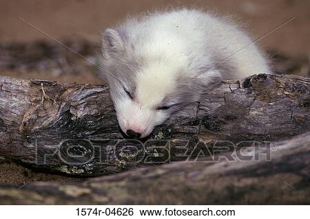 Close-up of an Arctic Fox sleeping (Alopex lagopus) View Large Photo Image Stock Photograph - Close-up of an Arctic Fox sleeping (Alopex lagopus). Fotosearch