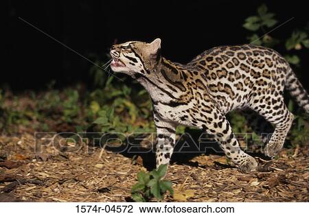 Close-up of an Ocelot (Leopardus pardalis) View Large Photo Image Stock Image - Close-up of an Ocelot (Leopardus pardalis). Fotosearch