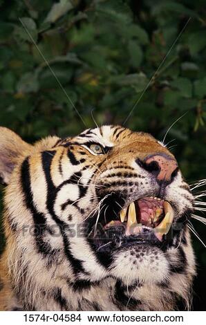 Picture - Close-up of Bengal Tiger (Panthera tigris). Fotosearch