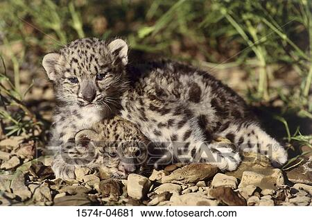 Close-up of Snow Leopard cubs (Panthera uncia) View Large Photo Image Stock Image - Close-up of Snow Leopard cubs (Panthera uncia). Fotosearch