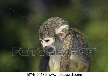 Close-up of Squirrel Monkey (Saimiri sciureus) View Large Photo Image Stock Image - Close-up of Squirrel Monkey (Saimiri sciureus). Fotosearch