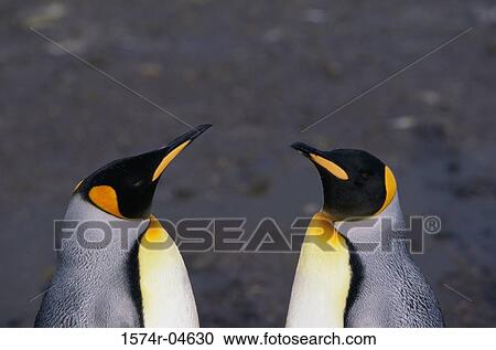Close-up of two King Penguins (Aptenodytes patagonicus) View Large Photo Image Stock Image - Close-up of two King Penguins (Aptenodytes patagonicus). Fotosearch