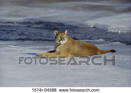 Cougar lying on ice (Felis concolor) View Large Photo Image Stock Photo - Cougar lying on ice (Felis concolor). Fotosearch
