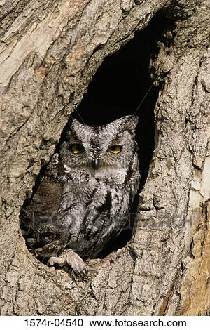 Stock Image - Eastern Screech Owl in a tree (Otus asio). Fotosearch