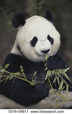 Stock Image - Giant Panda eating leaves (Ailuropoda melanoleuca). Fotosearch