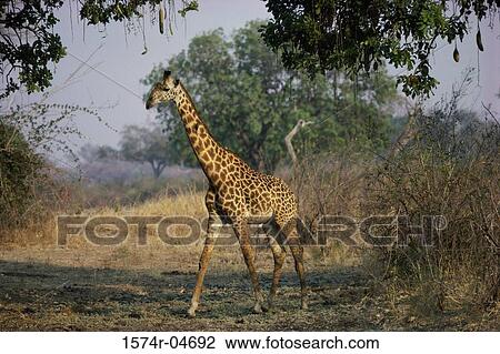 Giraffe on a field (Giraffa camelopardalis) View Large Photo Image Stock Image - Giraffe on a field (Giraffa camelopardalis). Fotosearch