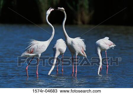 Greater Flamingos standing in water (Phoenicopterus ruber) View Large Photo Image Stock Image - Greater Flamingos standing in water (Phoenicopterus ruber). Fotosearch