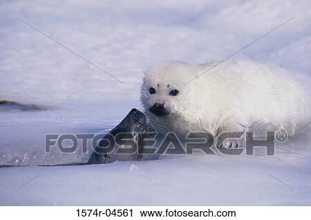 Harp Seals on the ice (Phoca groenlandica) View Large Photo Image Stock Image - Harp Seals on the ice (Phoca groenlandica). Fotosearch