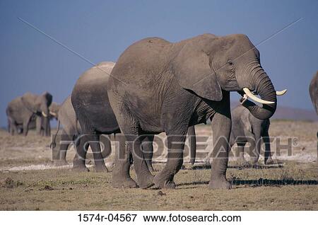 Herd of African Elephants walking, Kenya (Loxodonta africana) View Large Photo Image Stock Photo - Herd of African Elephants walking, Kenya (Loxodonta africana). Fotosearch