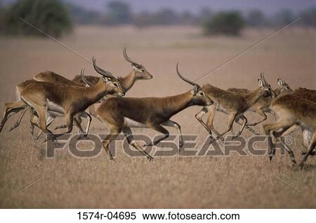 Herd of Black Lechwes running View Large Photo Image Stock Photography - Herd of Black Lechwes running. Fotosearch