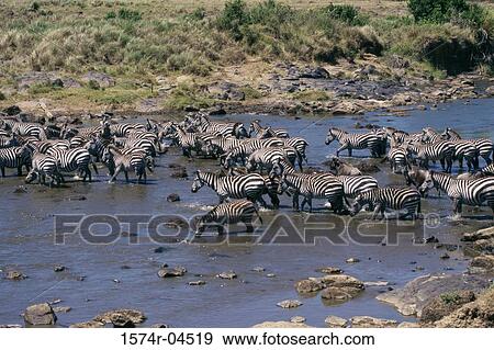 Herd of Burchell's Zebras crossing a river, Kenya (Equus burchelli) View Large Photo Image Stock Photo - Herd of Burchell's Zebras crossing a river, Kenya (Equus burchelli). Fotosearch