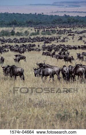 Herd of wildebeest on a field, Tanzania View Large Photo Image Picture - Herd of wildebeest on a field, Tanzania. Fotosearch