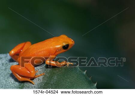 High angle view of a Golden Mantella Frog (Mantella aurantiaca) View Large Photo Image Picture - High angle view of a Golden Mantella Frog (Mantella aurantiaca). Fotosearch