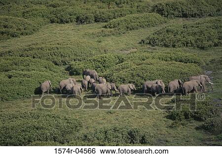High angle view of a herd of African Elephants, Kenya (Loxodonta africana) View Large Photo Image Stock Photograph - High angle view of a herd of African Elephants, Kenya (Loxodonta africana). Fotosearch