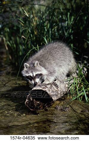 Stock Photography - High angle view of a raccoon (Procyon lotor). Fotosearch