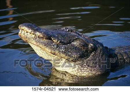 Stock Image - High angle view of an American Alligator (Alligator mississipiensis). Fotosearch