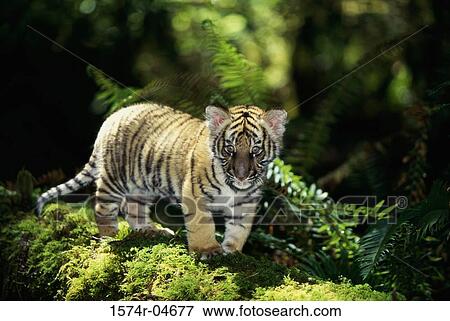 Stock Photo - High angle view of an Indochinese Tiger cub (Panthera tigris corbetti). Fotosearch