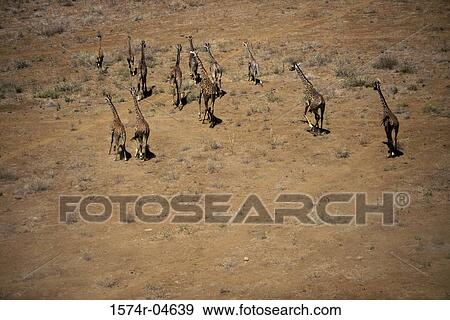High angle view of giraffes on a field, Kenya (Giraffa camelopardalis) View Large Photo Image Stock Photo - High angle view of giraffes on a field, Kenya (Giraffa camelopardalis). Fotosearch