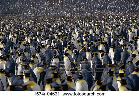 Stock Image - High angle view of King Penguins (Aptenodytes patagonicus). Fotosearch