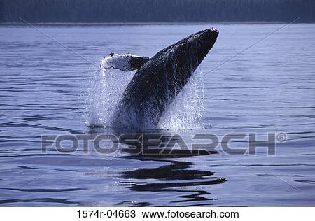 Humpback Whale in the sea, Alaska, USA (Megeptera novaeangliae) View Large Photo Image Stock Image - Humpback Whale in the sea, Alaska, USA (Megeptera novaeangliae). Fotosearch