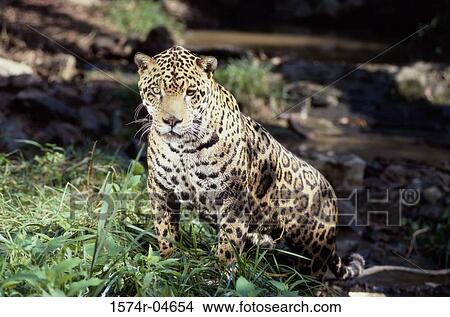 Jaguar sitting on grass (Panthera onca) View Large Photo Image Picture - Jaguar sitting on grass (Panthera onca). Fotosearch
