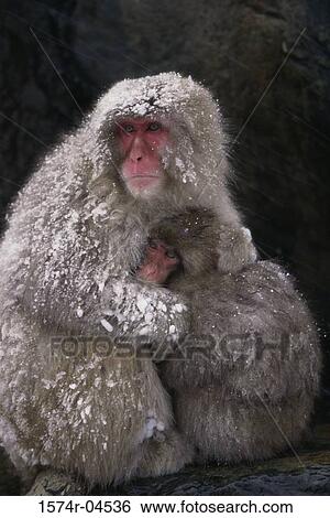 Stock Photograph - Japanese Macaque with its young in winter (Macaca fuscata). Fotosearch