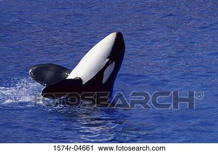 Killer Whale in the sea (Orcinus orca) View Large Photo Image Stock Image - Killer Whale in the sea (Orcinus orca). Fotosearch