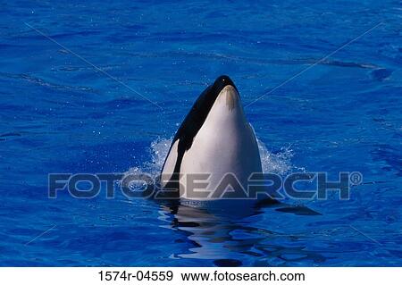 Stock Photo - Killer Whale in water (Orcinus orca). Fotosearch
