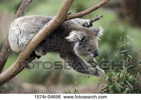 Koala Bear on a tree, Australia (Phascolarctos cinereus) View Large Photo Image Stock Photograph - Koala Bear on a tree, Australia (Phascolarctos cinereus). Fotosearch