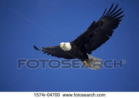 Low angle view of a Bald Eagle flying in the sky (Haliaeetus leucocephalus) View Large Photo Image Stock Image - Low angle view of a Bald Eagle flying in the sky (Haliaeetus leucocephalus). Fotosearch