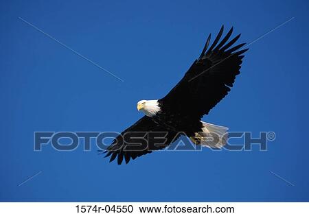 Low angle view of a Bald Eagle in flight (Haliaeetus leucocephalus) View Large Photo Image Stock Image - Low angle view of a Bald Eagle in flight (Haliaeetus leucocephalus). Fotosearch