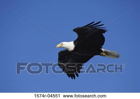 Stock Image - Low angle view of a Bald Eagle in flight (Haliaeetus leucocephalus). Fotosearch