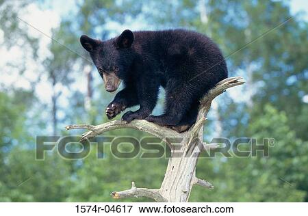 Low angle view of a Black Bear on a tree (Ursus americanus) View Large Photo Image Stock Photo - Low angle view of a Black Bear on a tree (Ursus americanus). Fotosearch