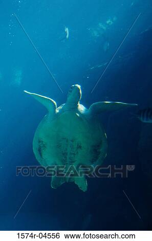 Stock Photograph - Low angle view of a Green Sea Turtle (Chelonia mydas). Fotosearch
