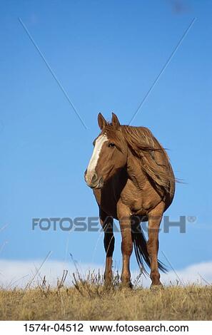 Stock Image - Low angle view of a Spanish mustang (Equus caballus). Fotosearch